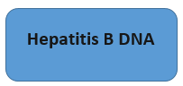 Hepatitis B DNA