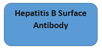 Hepatitis B Surface Antibody